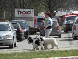 Yvonne Samuelsson med några av sina fina hundar, storstjärnan Speedie längst bak.