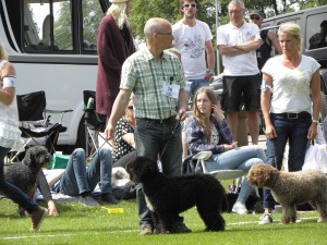 Tror detta var dagens enda man i utställningsringen (förutom domarna), Pelle Andersson från Vimmerby.